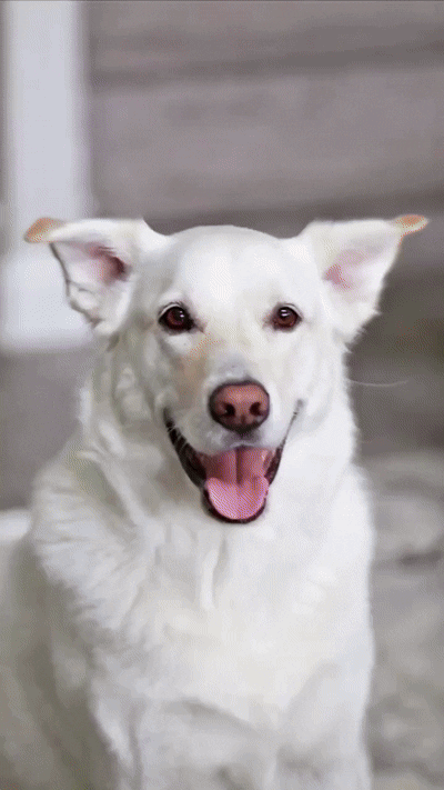 Personalized Dog Mom Shirt with Pet Outline T-shirt, Custom Dog Dad Embroidered Tee Cat Lover Gift for Mom Gift Cat Dad T shirt Pet Memorial